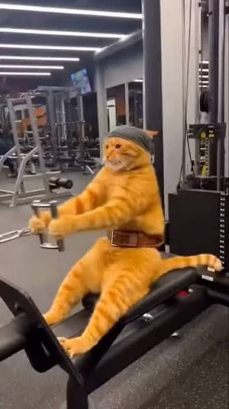 Roter Kater mit Stirnband am Rudergerät im Gym